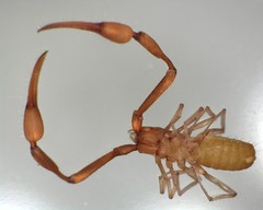 Tartarocreagris infernalis