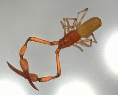 Tartarocreagris infernalis