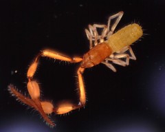Tartarocreagris infernalis