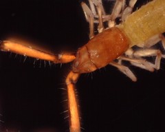 Tartarocreagris infernalis