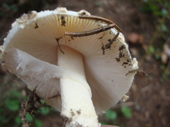Amanita chrysoblema