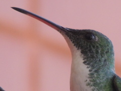 Chrysuronia leucogaster