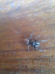 Salticus peckhamae