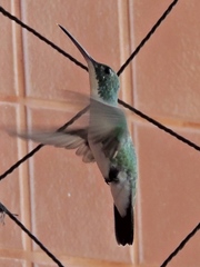 Chrysuronia leucogaster
