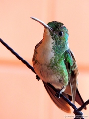 Chrysuronia leucogaster