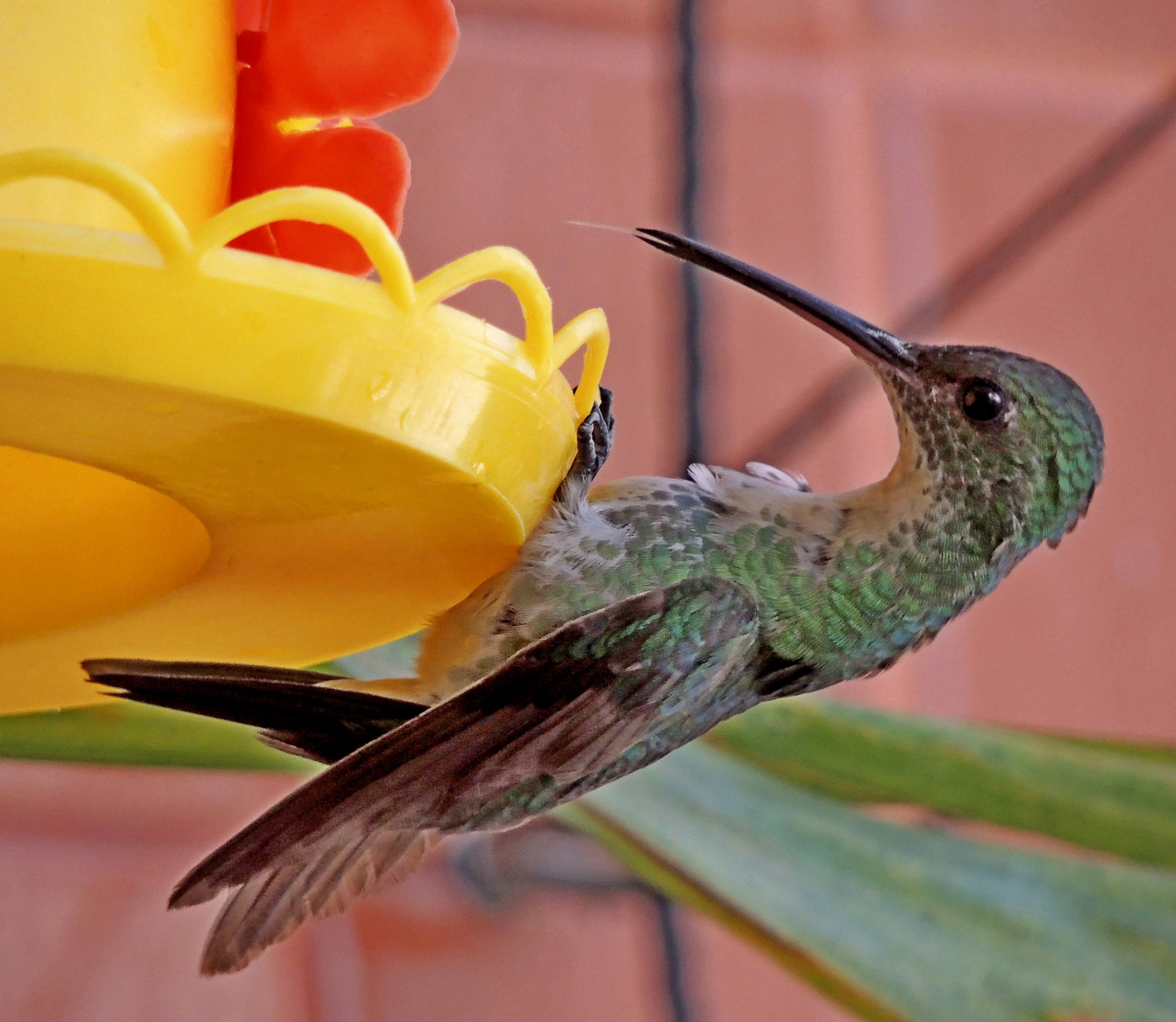 Plain-bellied Emerald illustration