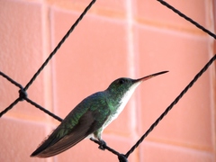 Chrysuronia leucogaster