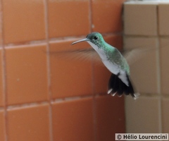 Chrysuronia leucogaster