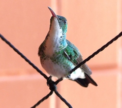 Chrysuronia leucogaster