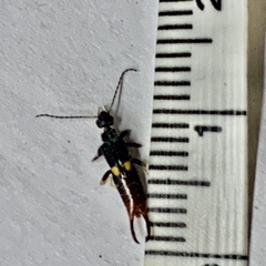 Marava arachidis