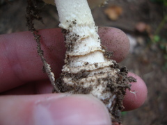 Amanita chrysoblema