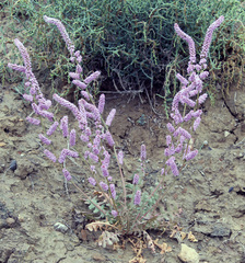 Psylliostachys spicata