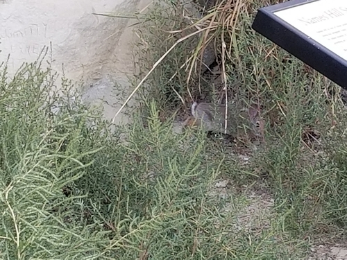 Desert Cottontail photographed in Wyoming