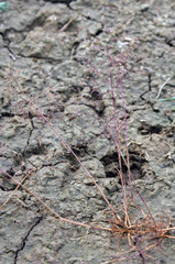 Sphenopus divaricatus