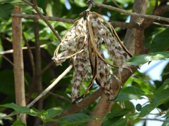 Handroanthus serratifolius