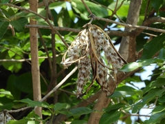 Handroanthus serratifolius