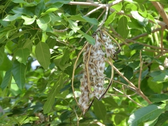 Handroanthus serratifolius