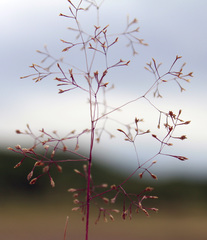 Sphenopus divaricatus