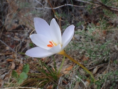 Crocus niveus