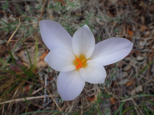 Crocus niveus, photograph 1