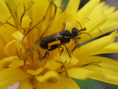 Thecophora propinqua