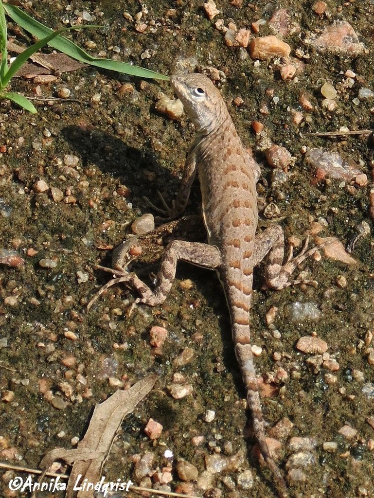 Texas Earless Lizard