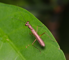 Spilomantis occipitalis