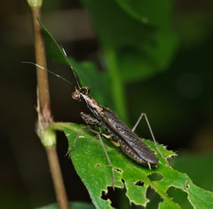 Spilomantis occipitalis