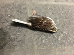 Zonotrichia albicollis