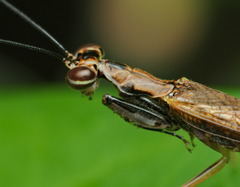 Spilomantis occipitalis