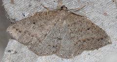 Drepanulatrix secundaria