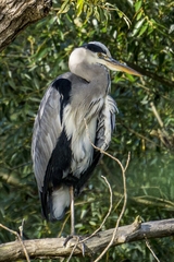 Ardea cinerea