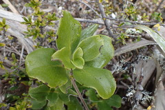 Coprosma serrulata