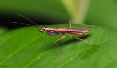 Spilomantis occipitalis