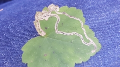Phytomyza tigris