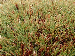 Oreobolus pectinatus