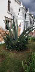 Agave mapisaga