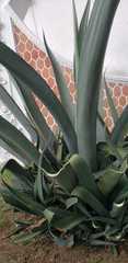 Agave mapisaga