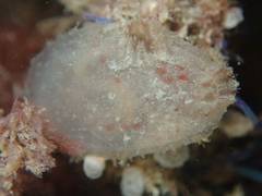 Ascidiella aspersa