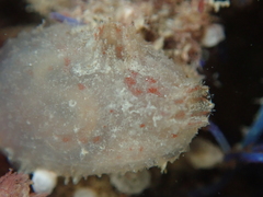 Ascidiella aspersa