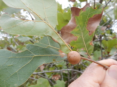 Disholcaspis pruniformis