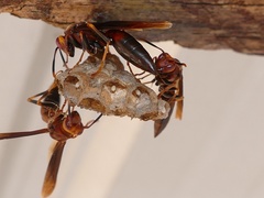Polistes infuscatus