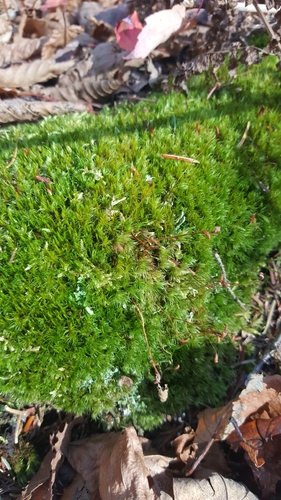 Image of Whip Fork Moss (Dicranum flagellare) by (c) naturalist charlie, some rights reserved (CC BY)