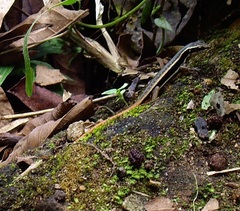 Sphenomorphus dussumieri