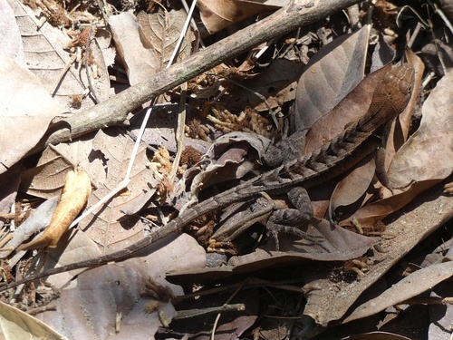 West Ecuadorian Whorl-tailed Iguana, Stenocercus iridescens