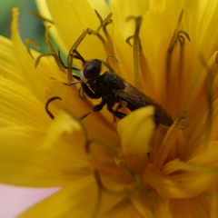 Thecophora propinqua