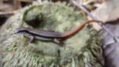 Sphenomorphus dussumieri