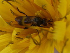 Thecophora propinqua