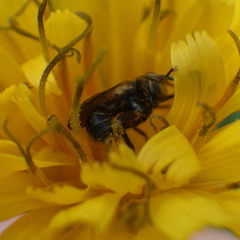 Thecophora propinqua