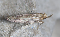 Metopleura potosi